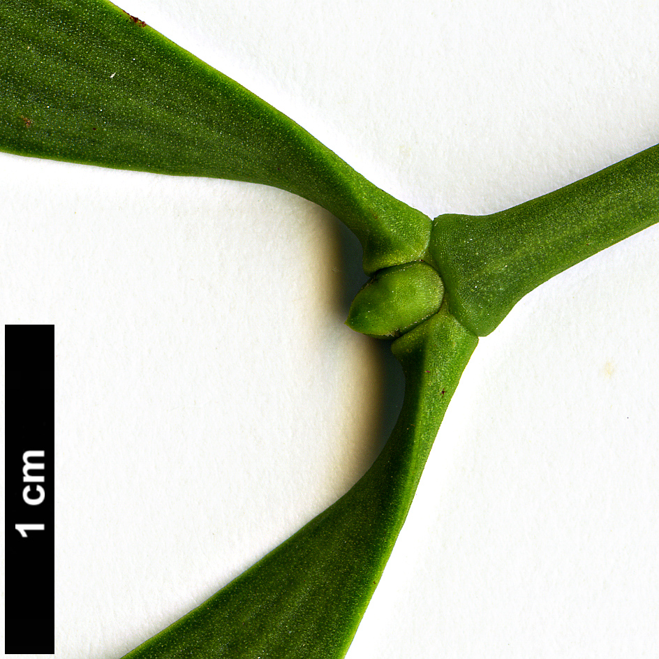 High resolution image: Family: Santalaceae - Genus: Viscum - Taxon: album